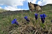 39 Genziana di Clusius (Gentiana Clusii)